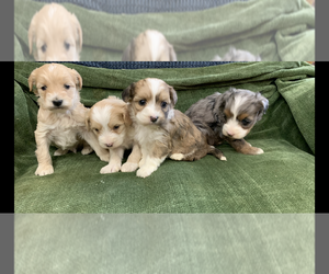 Goldendoodle-Sheepadoodle Mix Puppy for sale in MORGANTON, NC, USA