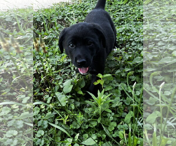 Medium Photo #4 Shepradors Puppy For Sale in Macon, MO, USA