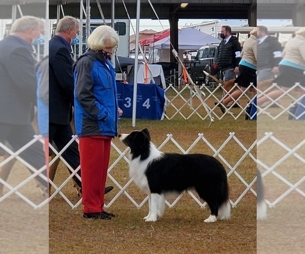 Medium Photo #1 Border Collie Puppy For Sale in GIDDINGS, TX, USA
