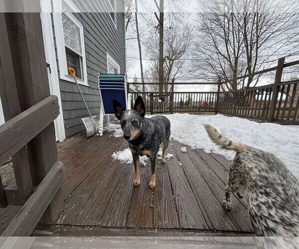 Medium Photo #3 Mutt Puppy For Sale in Garden City, NY, USA