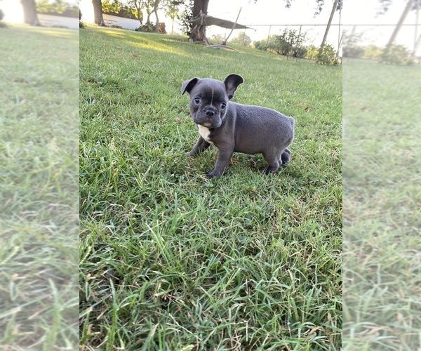 Medium Photo #6 Faux Frenchbo Bulldog Puppy For Sale in FREDONIA, KS, USA