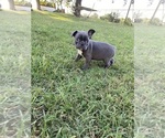 Small #5 Faux Frenchbo Bulldog