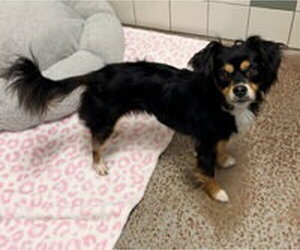 Dachshund Dogs for adoption in Salinas, CA, USA