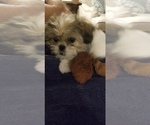 Small Photo #4 Shih Tzu Puppy For Sale in FORT MYERS, FL, USA