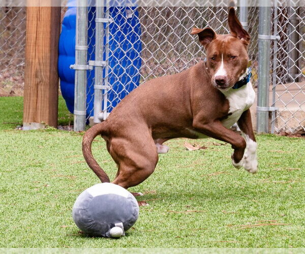 Medium Photo #5 Labrador Retriever-Unknown Mix Puppy For Sale in Ellijay, GA, USA