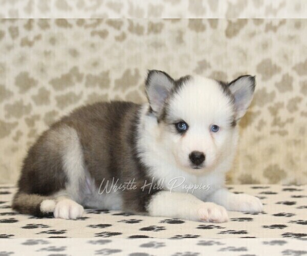 Medium Photo #4 Pomsky Puppy For Sale in DENVER, PA, USA