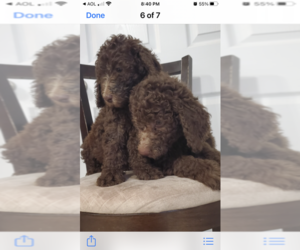 Labradoodle Puppy for Sale in ENNIS, Texas USA