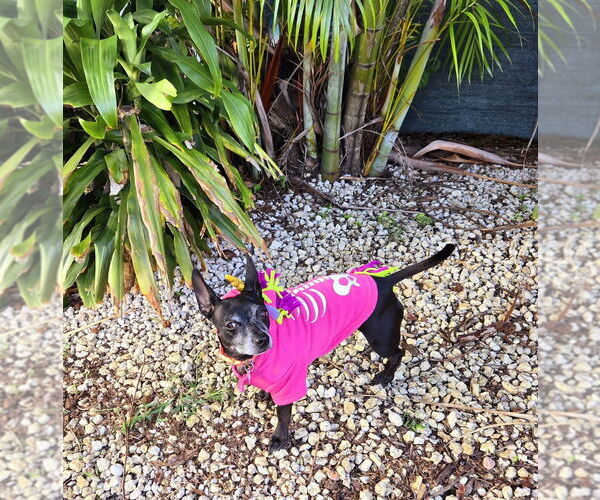 Medium Photo #9 Chiweenie Puppy For Sale in Plantation, FL, USA