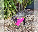 Small #8 Chiweenie