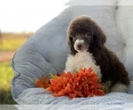 Small #2 Poodle (Standard)