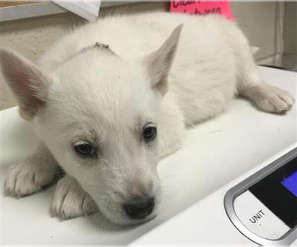 Medium Photo #1 Siberian Husky-Unknown Mix Puppy For Sale in Conroe, TX, USA