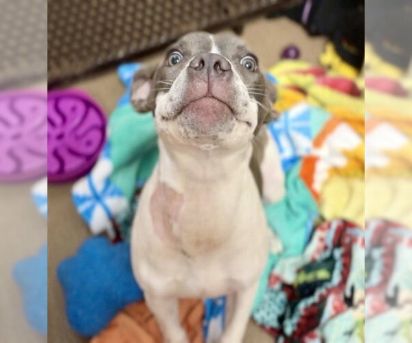 Medium Photo #4  Puppy For Sale in , 