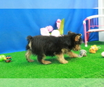 Small Photo #5 Yorkshire Terrier Puppy For Sale in HICKORY, NC, USA
