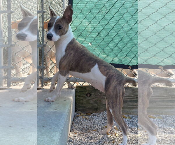 Medium Photo #2 American Pit Bull Terrier-Unknown Mix Puppy For Sale in Jefferson, WI, USA