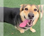 Small #6 German Shepherd Dog Mix