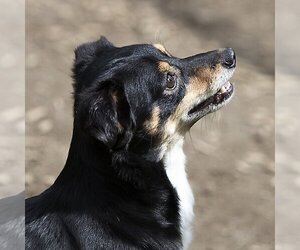 Chilier Dogs for adoption in Arlington, WA, USA