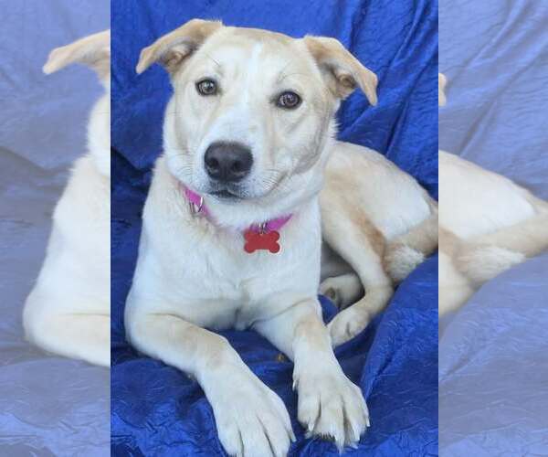 Medium Photo #2 Siberian Husky-Unknown Mix Puppy For Sale in Cuba, NY, USA