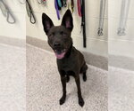 Small German Shepherd Dog Mix