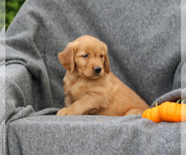 Medium Photo #3 Golden Retriever Puppy For Sale in NARVON, PA, USA