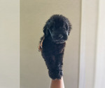 Small #3 Goldendoodle