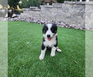 Medium Australian Shepherd
