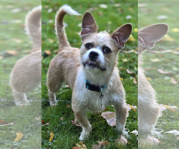 Medium Photo #2 Cairn Terrier-Unknown Mix Puppy For Sale in Clarkston, MI, USA