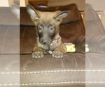 Small Photo #1 Belgian Malinois Puppy For Sale in GILBERT, AZ, USA