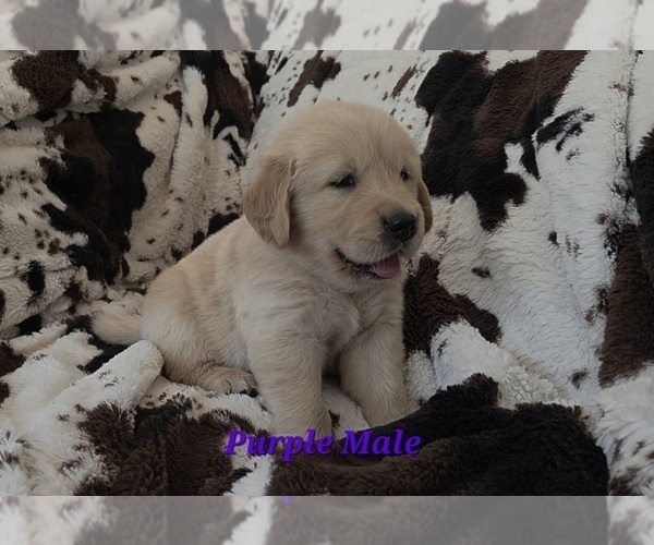 Medium Photo #3 Golden Retriever Puppy For Sale in CRAWFORDVILLE, FL, USA