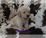 Small #2 Golden Retriever