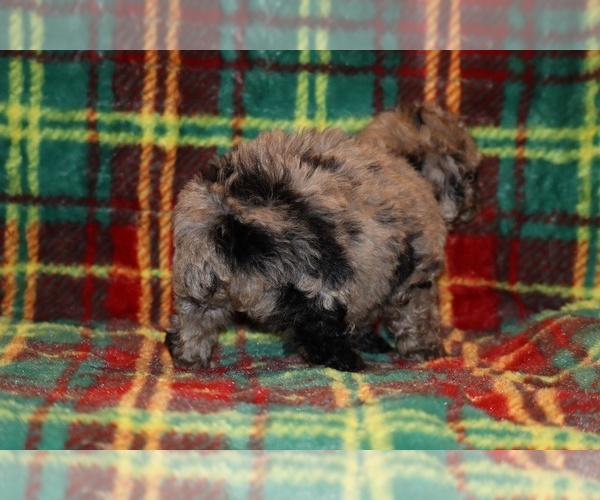 Medium Photo #3 Poodle (Toy) Puppy For Sale in DYERSBURG, TN, USA