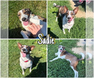 Mutt Dogs for adoption in Pierceton , IN, USA
