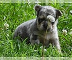 Small #7 French Bulldog
