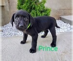 Puppy Prince AKC Eng Labrador Retriever