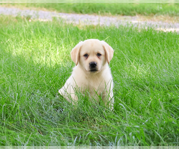 Medium Photo #4 Labrador Retriever Puppy For Sale in SYRACUSE, IN, USA