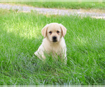 Small #3 Labrador Retriever