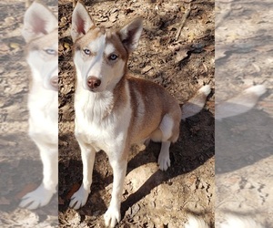 Siberian Husky Puppy for sale in SANDY HOOK, KY, USA