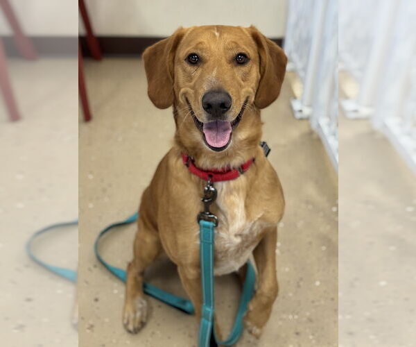 Medium Photo #1 Golden Retriever-Unknown Mix Puppy For Sale in Mundelein, IL, USA