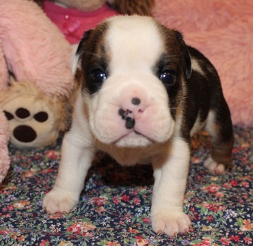 Medium Photo #1 English Bulldog Puppy For Sale in LAKEWOOD VILLAGE, TX, USA