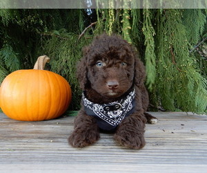 Labradoodle Puppy for sale in MILLERSBURG, OH, USA