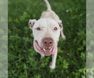 American Staffordshire Terrier-Unknown Mix Dogs for adoption in San Antonio, TX, USA