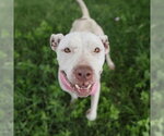 Small American Staffordshire Terrier Mix