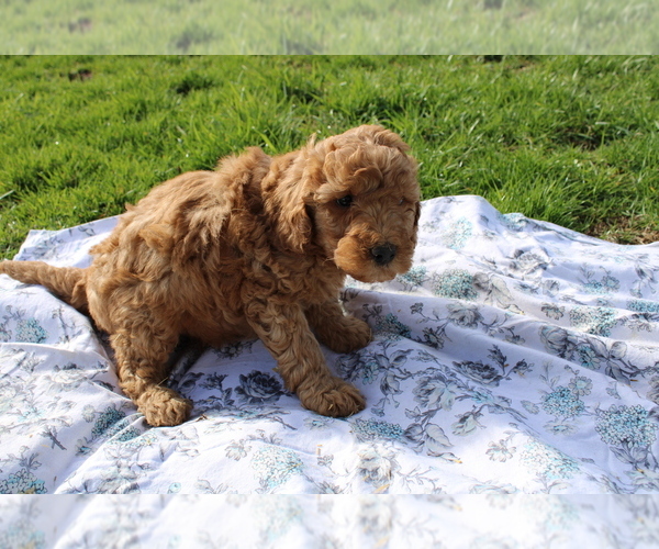 Medium Photo #3 Goldendoodle (Miniature) Puppy For Sale in BLOOMINGTON, IN, USA