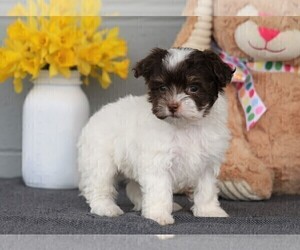 Havanese Puppy for sale in FREDERICKSBG, OH, USA