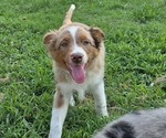 Small Photo #11 Miniature Australian Shepherd Puppy For Sale in EVERTON, MO, USA