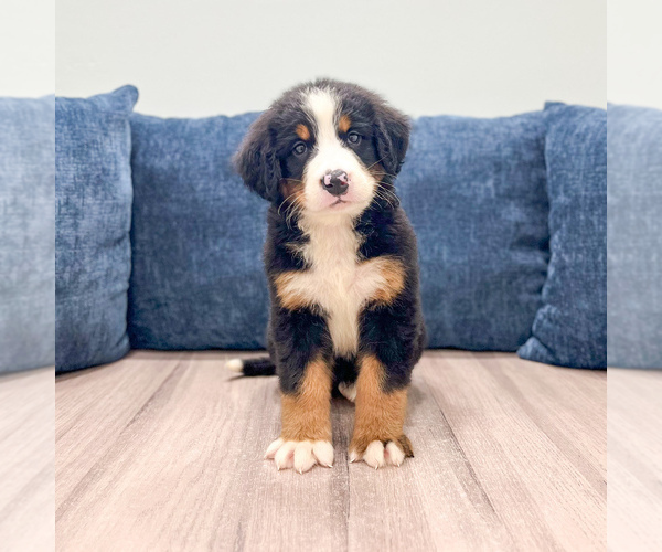 Medium Photo #2 Bernese Mountain Dog Puppy For Sale in DUNDEE, OH, USA