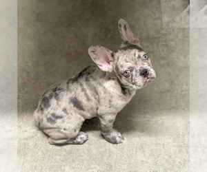 French Bulldog Puppy for Sale in GIG HARBOR, Washington USA