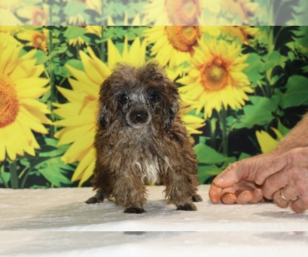 Medium Photo #31 Poodle (Toy) Puppy For Sale in DYERSBURG, TN, USA
