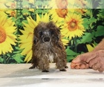 Spirit - Male Poodle (Toy) Puppy for Sale - Photo #31