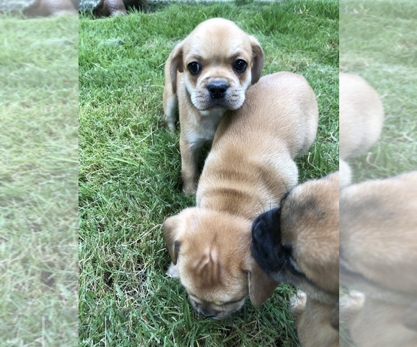 Medium Photo #9 Cavalier King Charles Spaniel-French Bulldog Mix Puppy For Sale in LAWRENCEVILLE, GA, USA