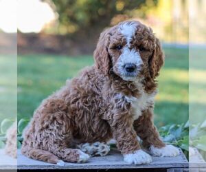 Goldendoodle (Miniature) Puppy for sale in LITITZ, PA, USA